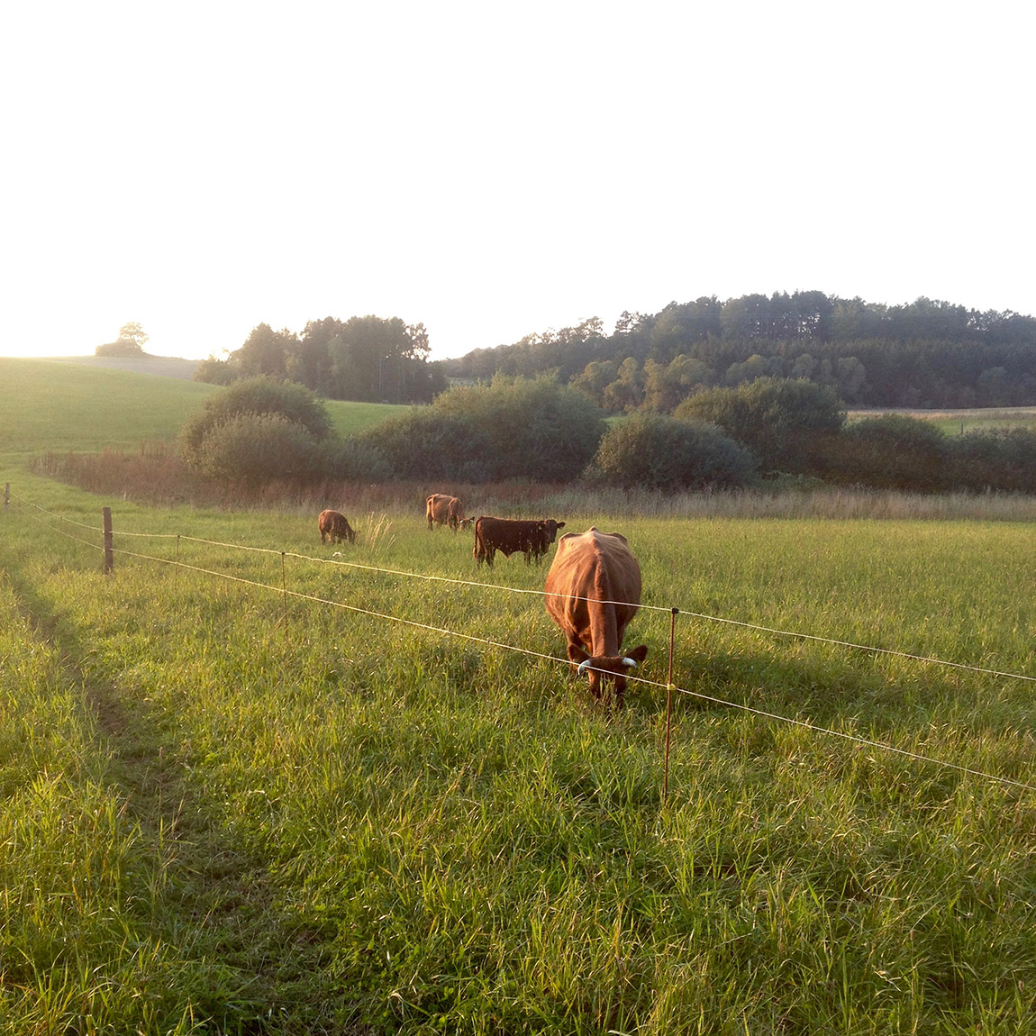 Mangholm: From field and farm to fork, regenerative farming and excellent food