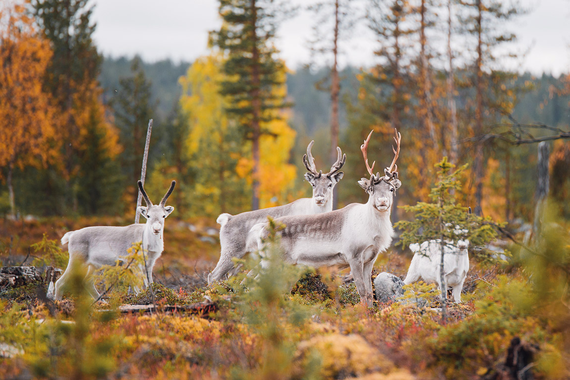 Explore the national parks of Scandinavia