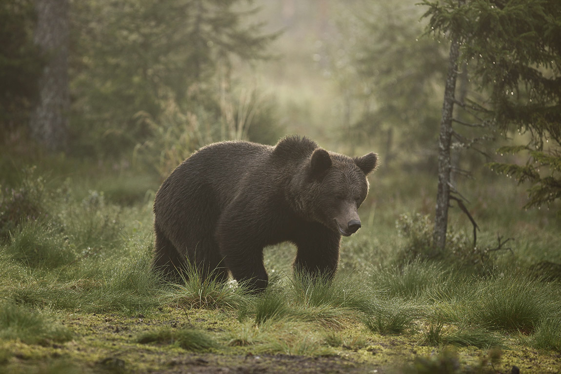 Explore the national parks of Scandinavia