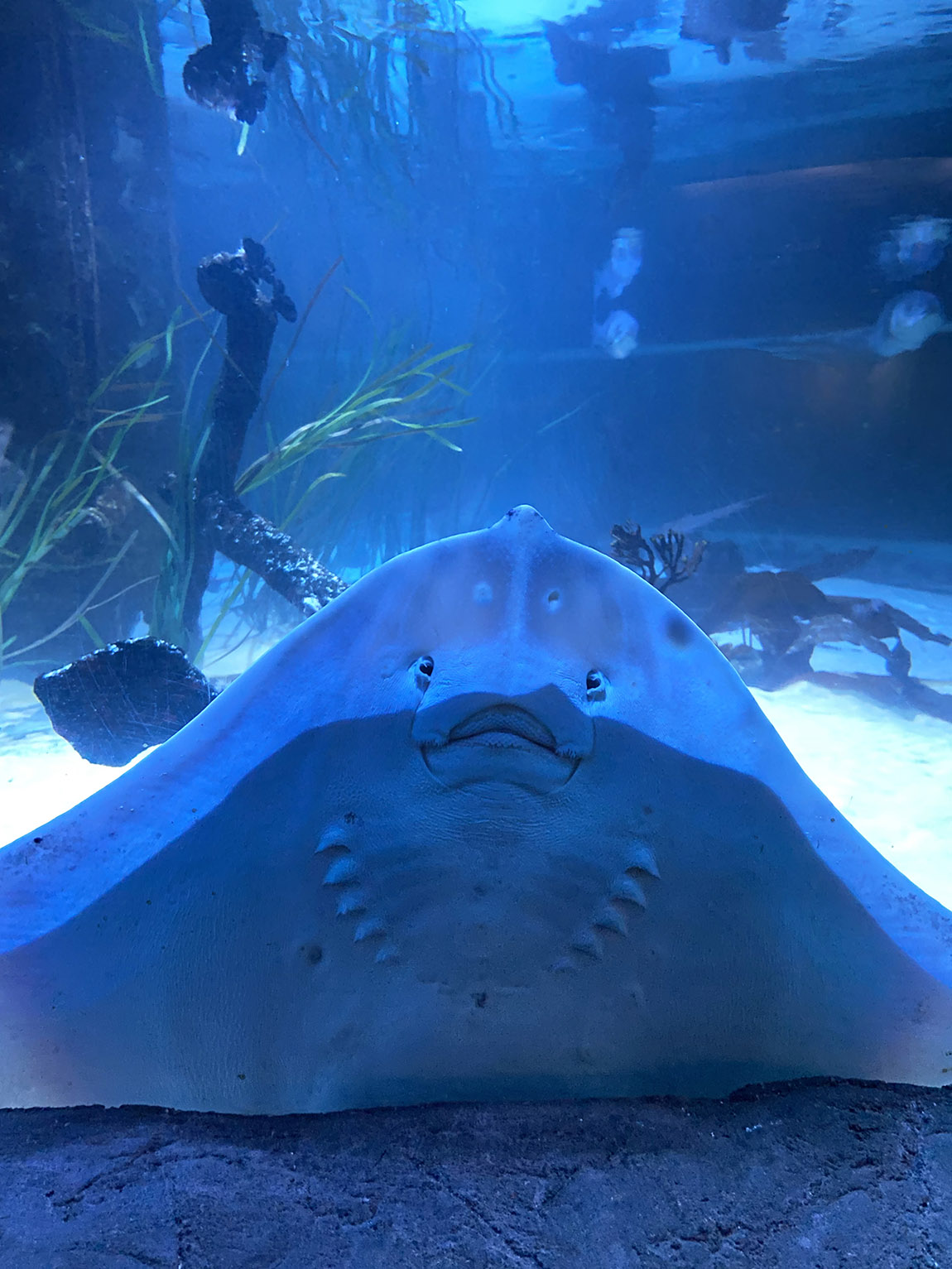 SEA LIFE Helsinki: Fin-tastic encounters at the deep end