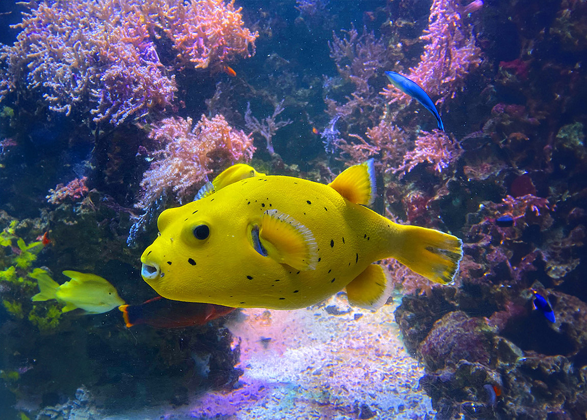 SEA LIFE Helsinki: Fin-tastic encounters at the deep end