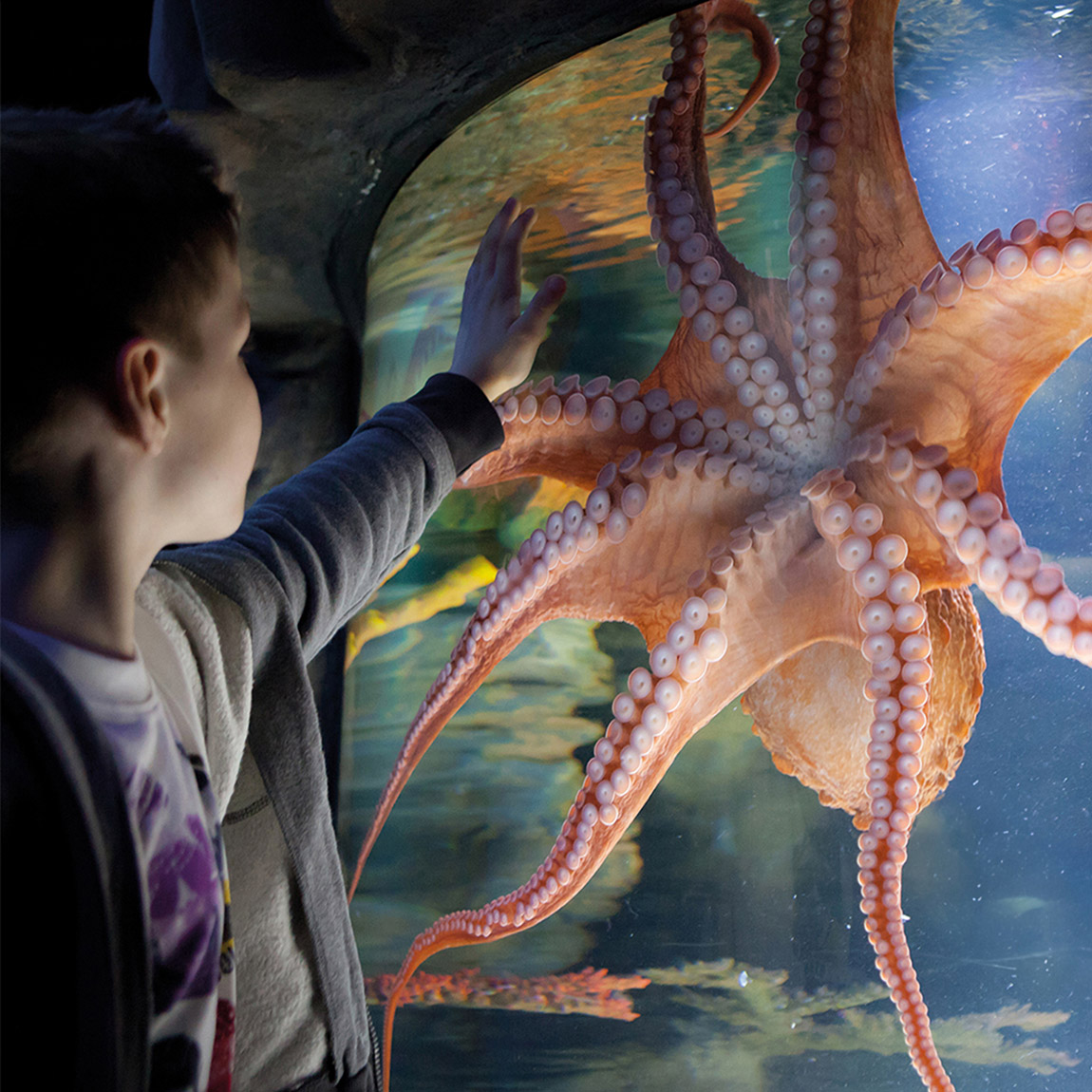 SEA LIFE Helsinki: Fin-tastic encounters at the deep end