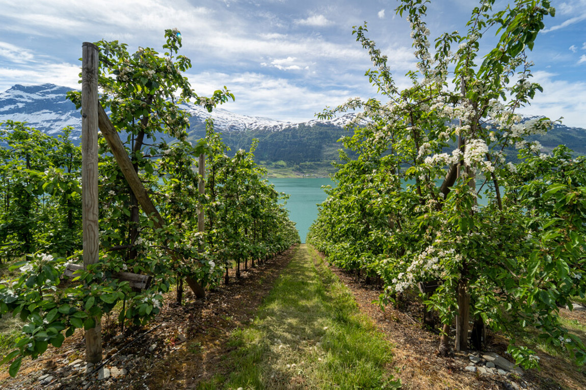 Taking the slow road: Norway’s most scenic driving routes