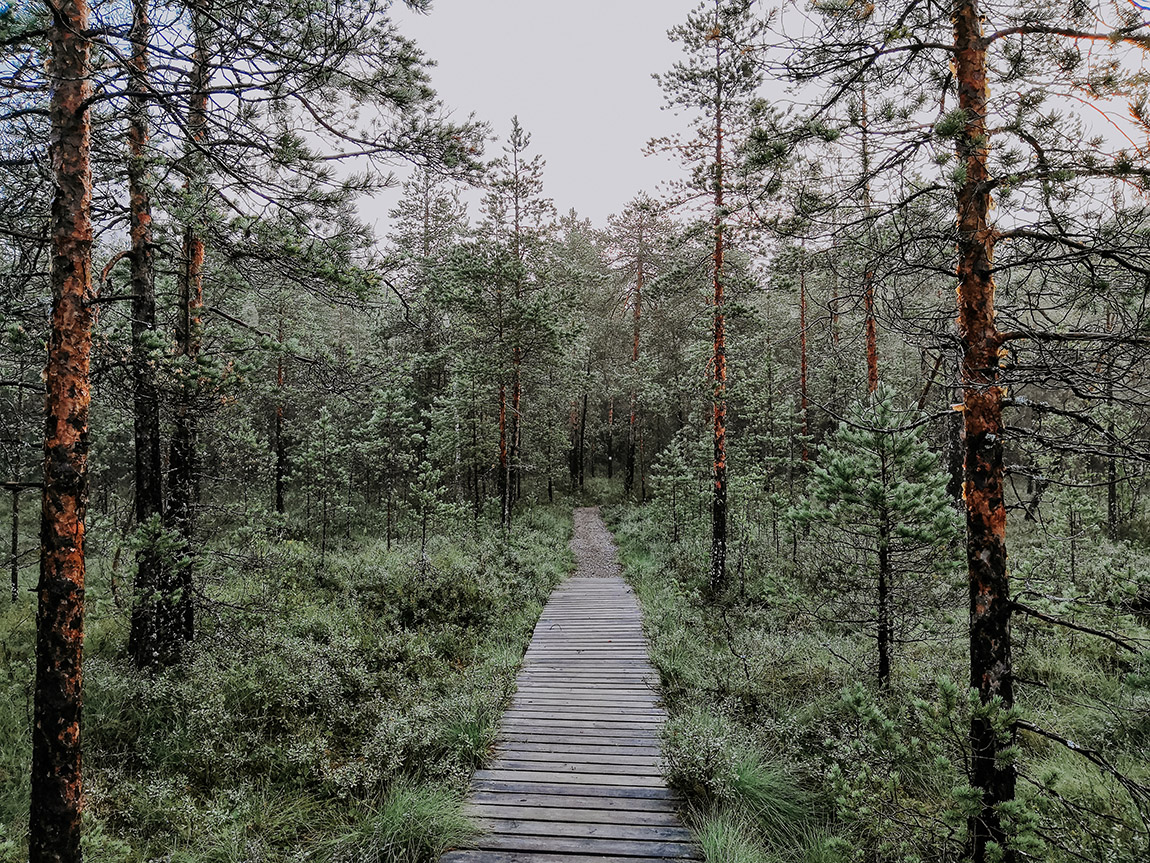 Foraging in Finland