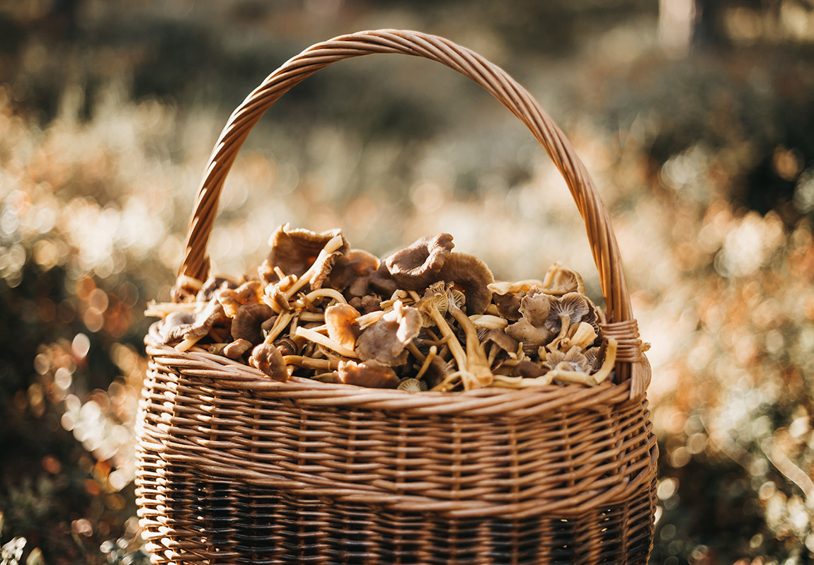 Foraging in Finland