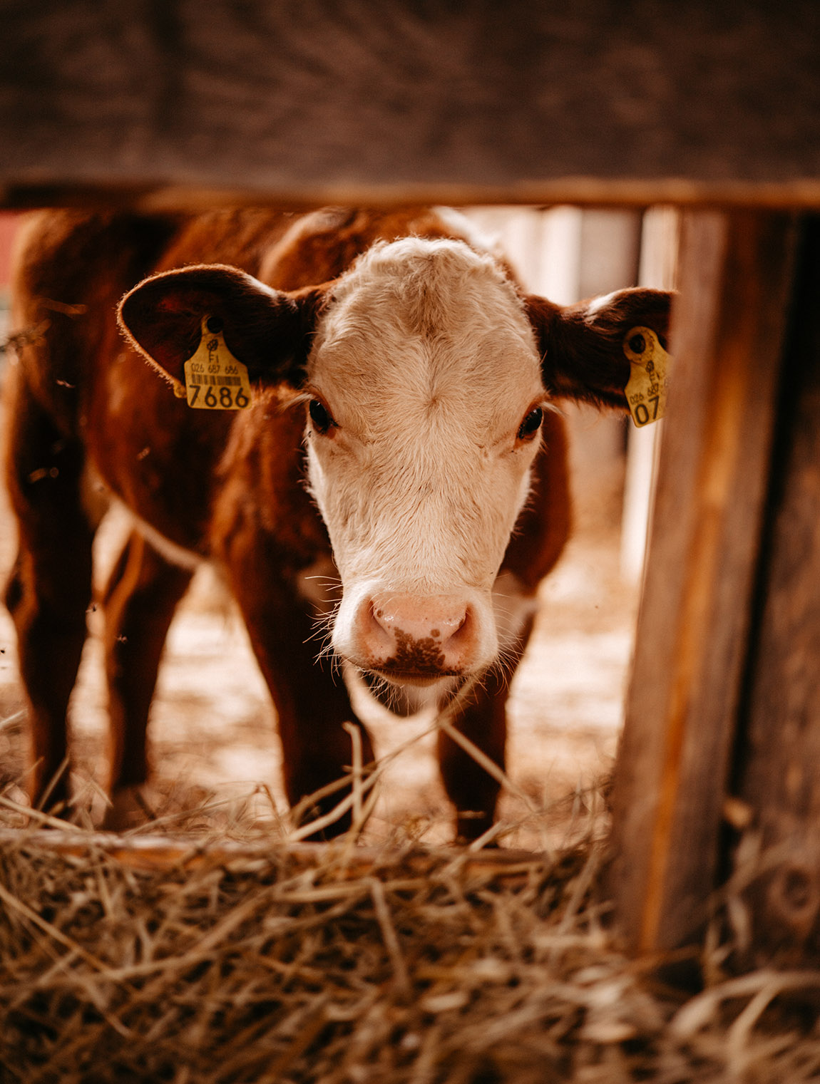 Mörby gård: A legacy of organic farming and community spirit