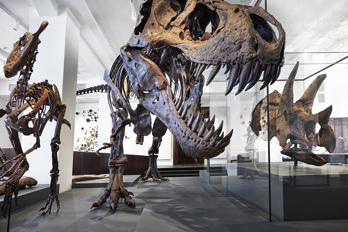 Naturhistorisk Museum: A paleo-party: dinosaurs arrive at Oslo’s natural history museum