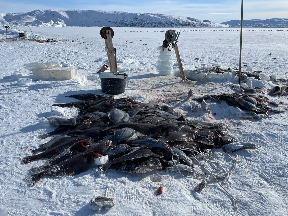 Explore Ilulissat: Get close to the heart and soul of Greenland