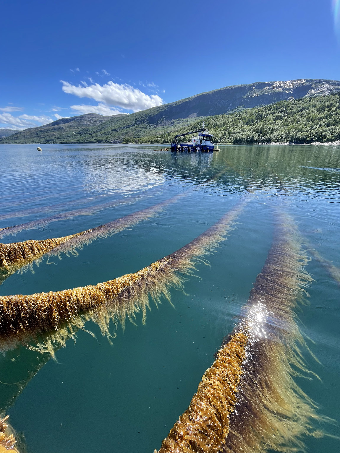 Salten Algae: Future-focused algae farming company on the new frontier of sustainability