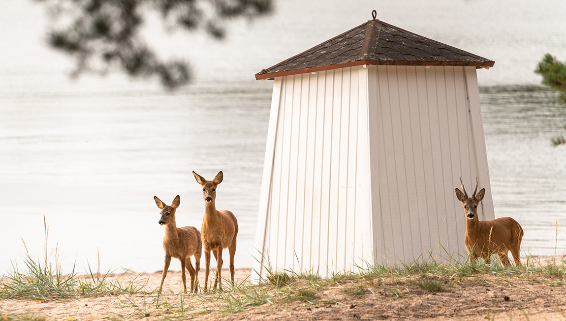 Hanko: Finland’s year-round coastal gem