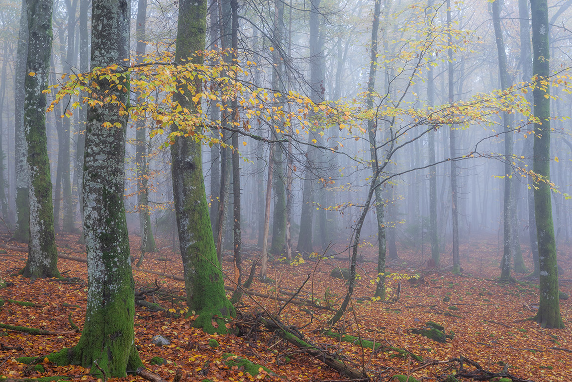 Trefadder: Tackling the climate crisis, one carbon forest at a time