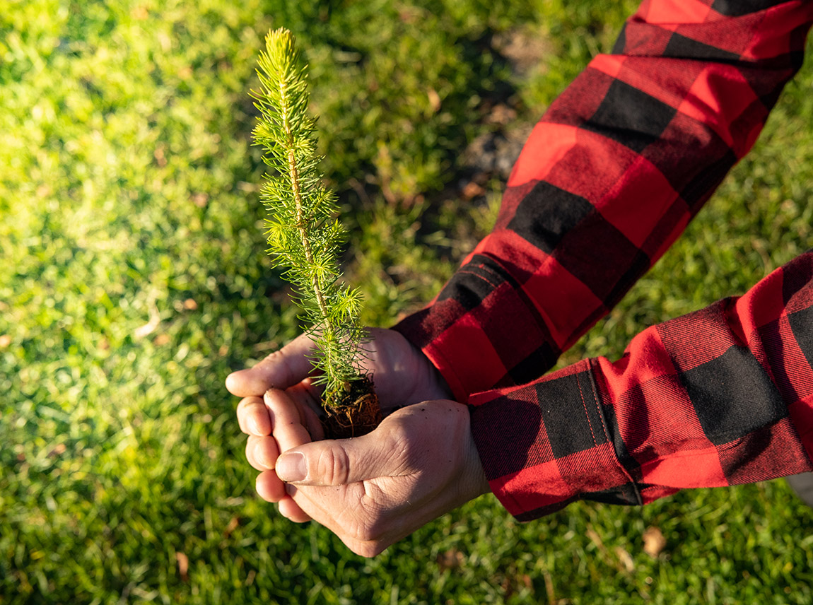 Trefadder: Tackling the climate crisis, one carbon forest at a time