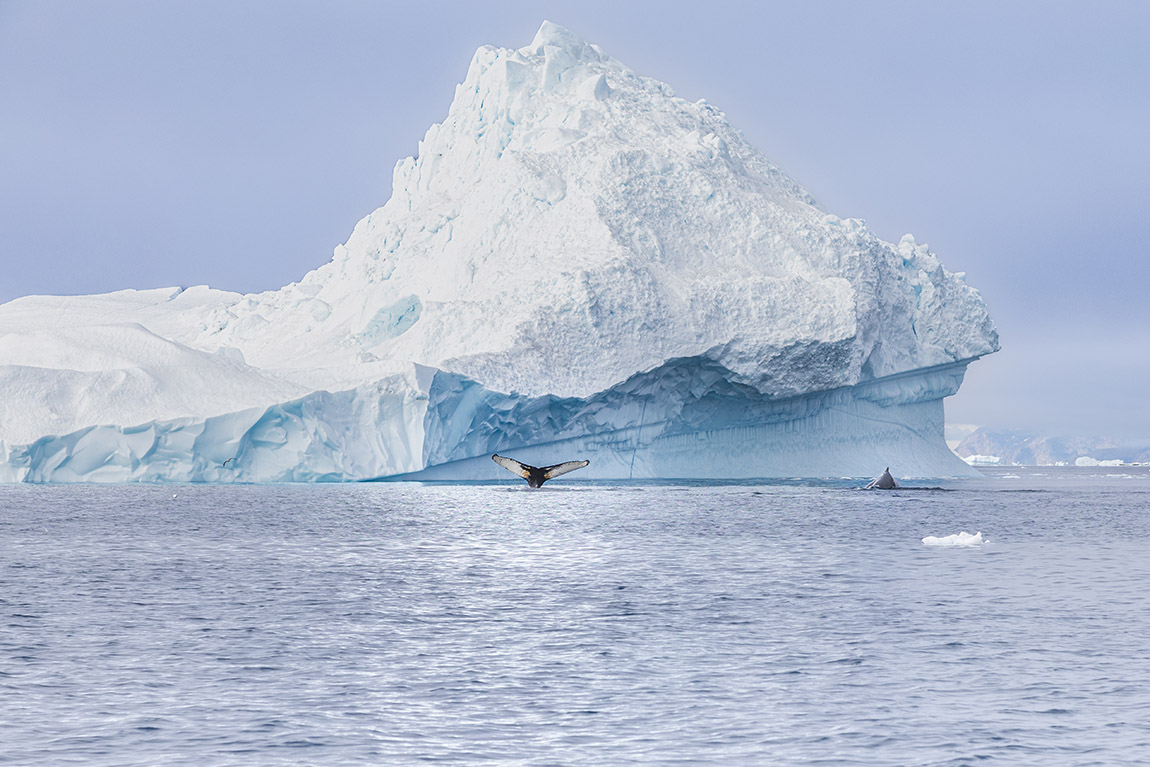 Unique Tours: Discover the untouched beauty of Disko Bay