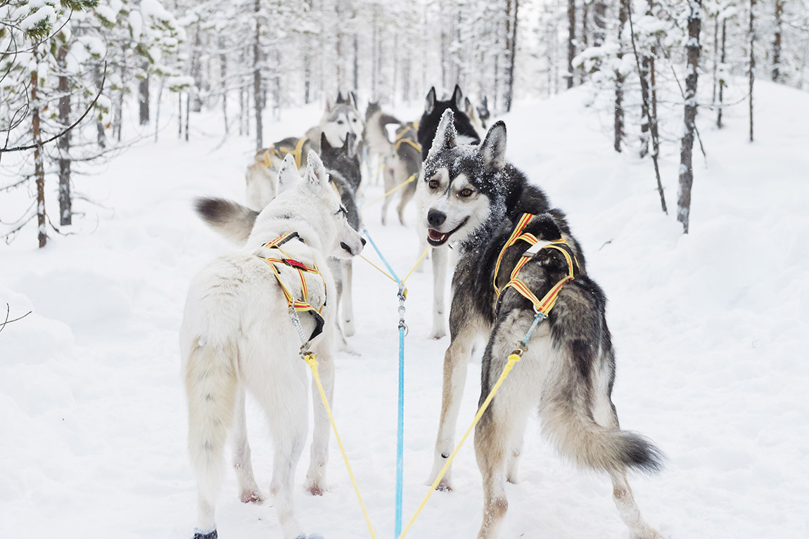 Experience the dreamlike Swedish winter