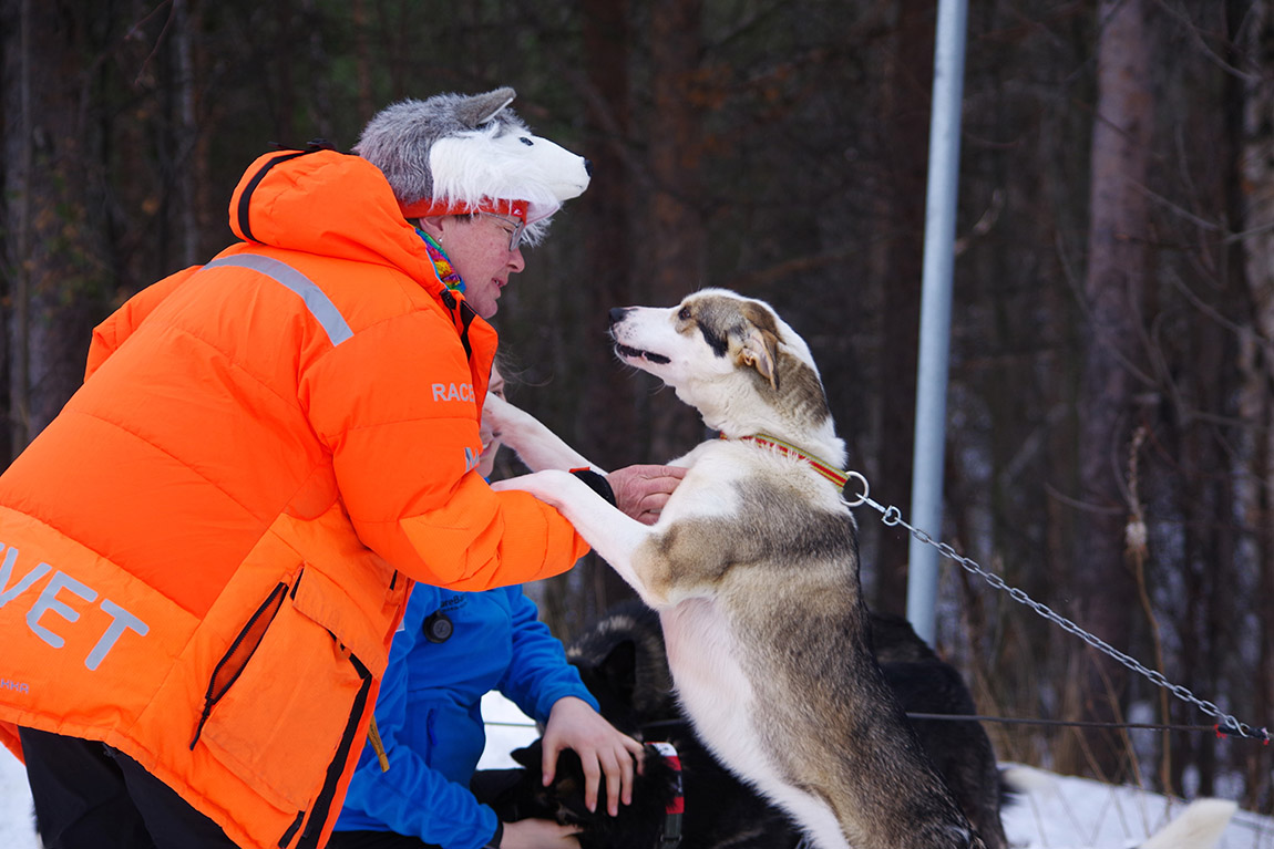 Set out on an Arctic odyssey with Finnmarksløpet