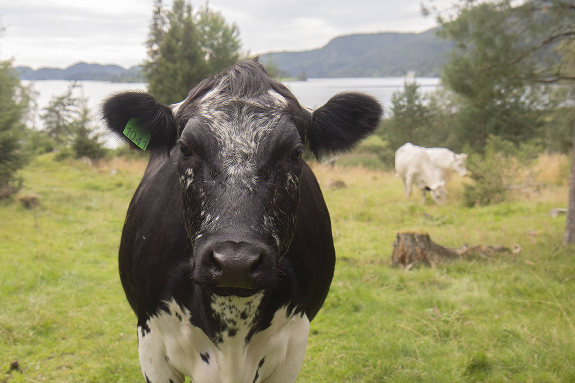 Hammer Gård: A slice of rural paradise