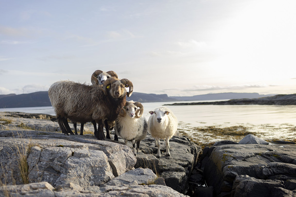 Harbak Gård: Unique experiences in rural Norway