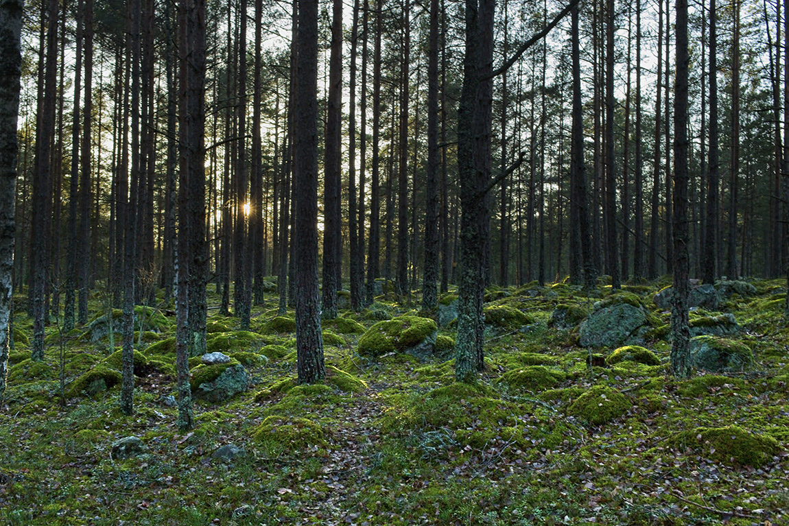 Saaristo, the archipelago of Finland, begins in Ruissalo