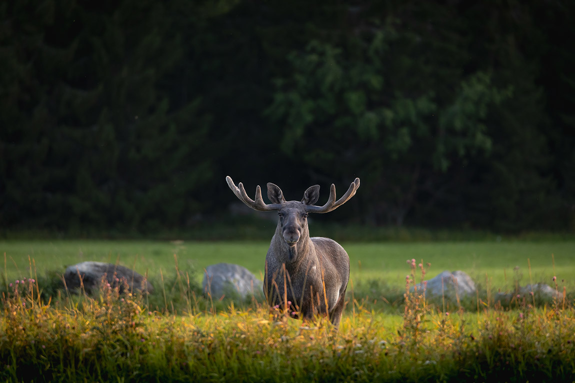 Trollhättan and Vänersborg – get to know ‘The Big 5’ on Sweden’s west coast