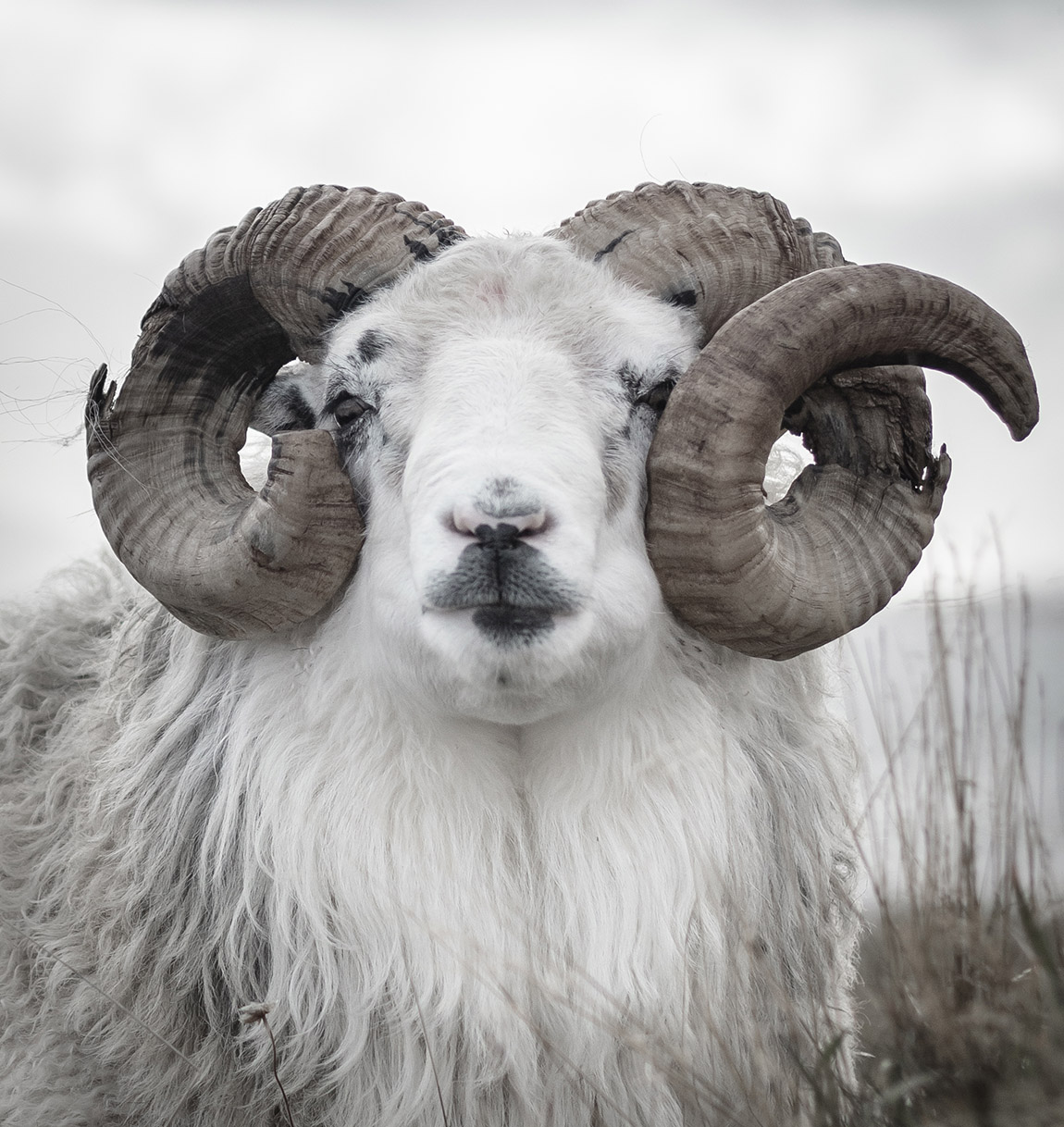 Step into the world of wild sheep with Kystgaard AS