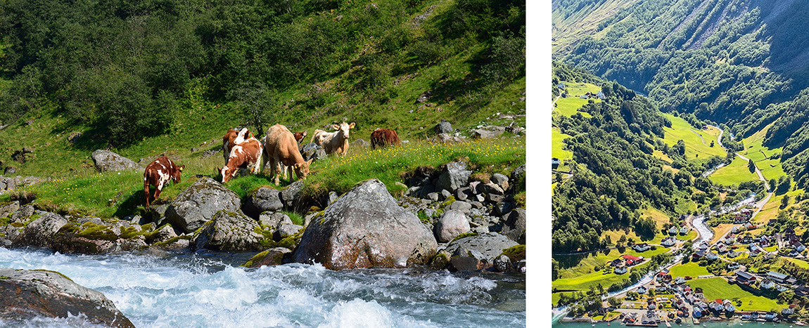 Left: Cows grazing in the valley, producing milk for its award-winning cheeses. Photo: Øyvind Heen - fjords.com. Right: Photo: Birger Nedberge