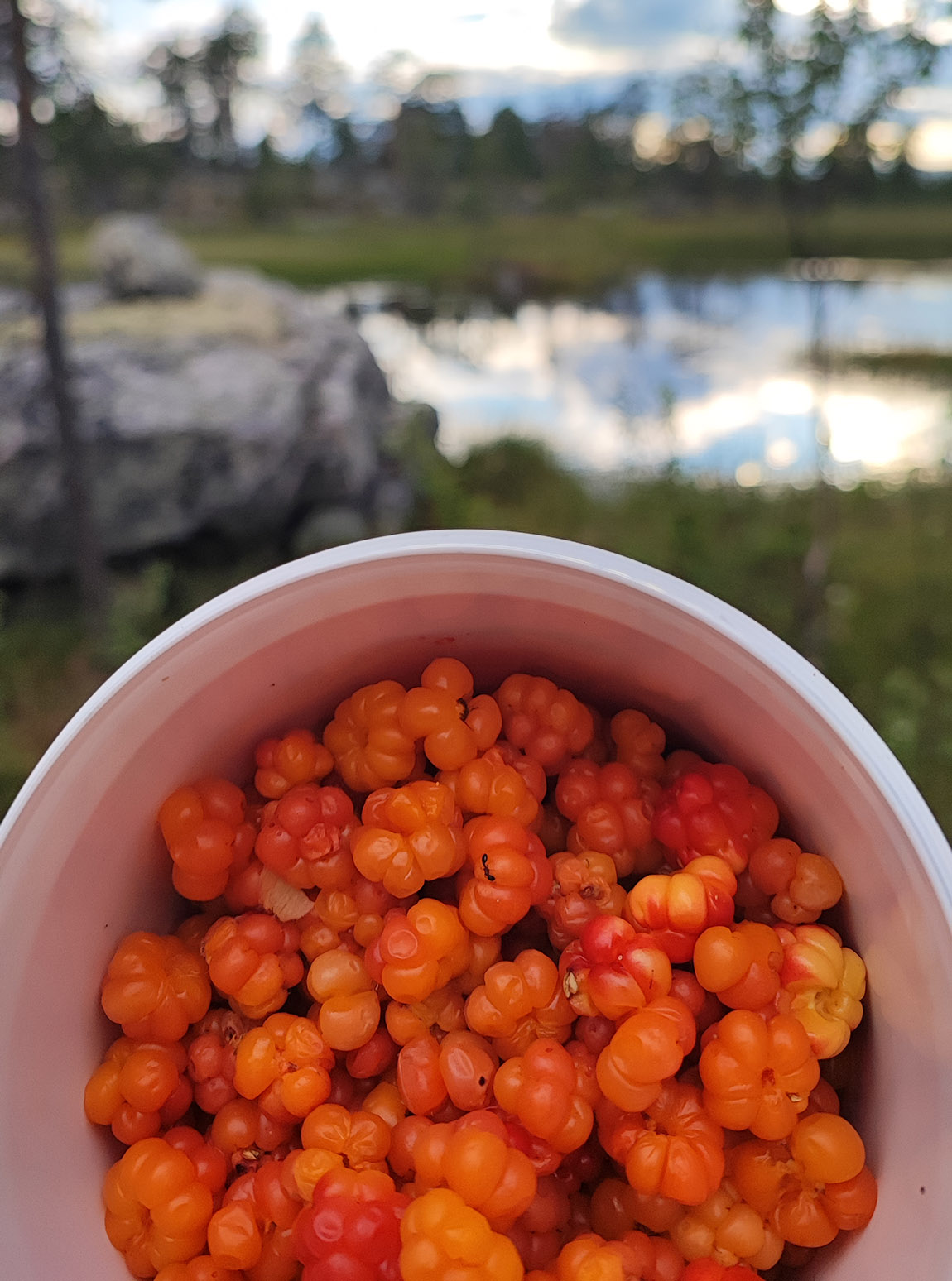 MS Fæmund II: A boat ride to the heart of the Norwegian wilderness
