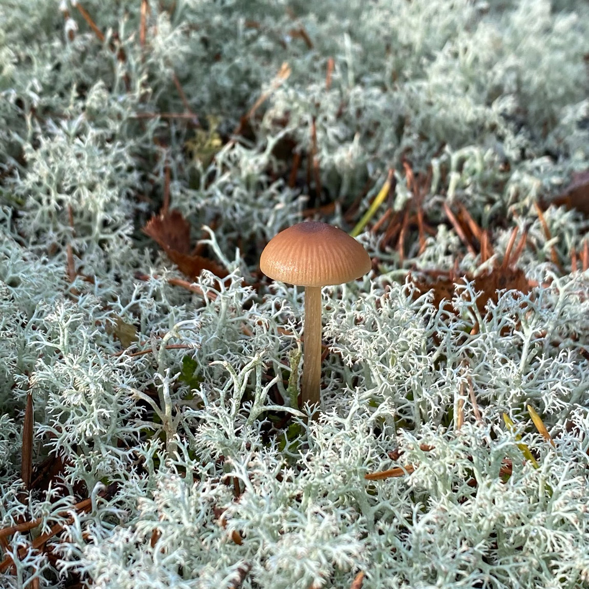 There are over forty varieties of edible mushrooms on Ruissalo. Photo: Sanna Suomi