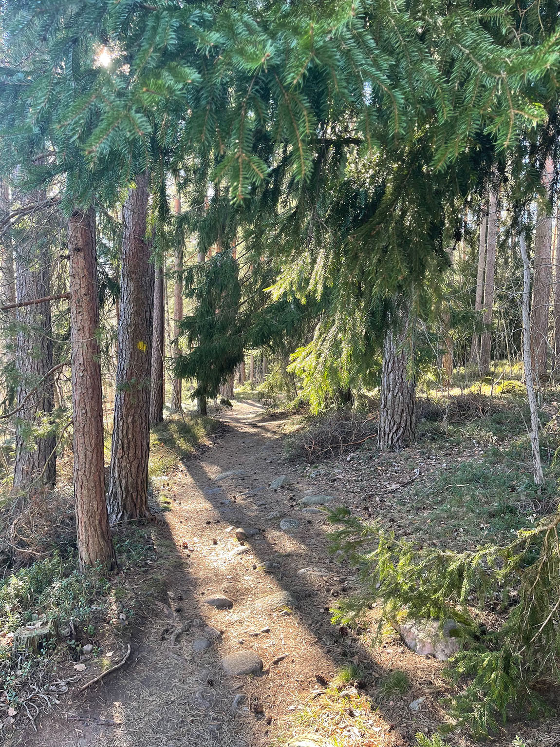 A magical forest walk through Ruissalo’s 20+ kilometres of trails. Photo: Sanna Suomi