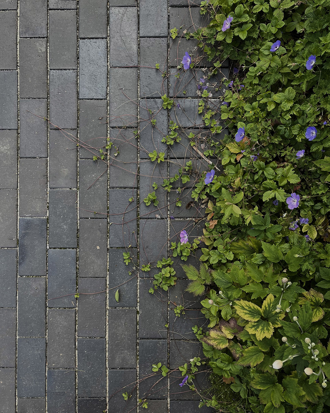 Living Landscape: Designing with soul - landscape architecture that connects and inspires