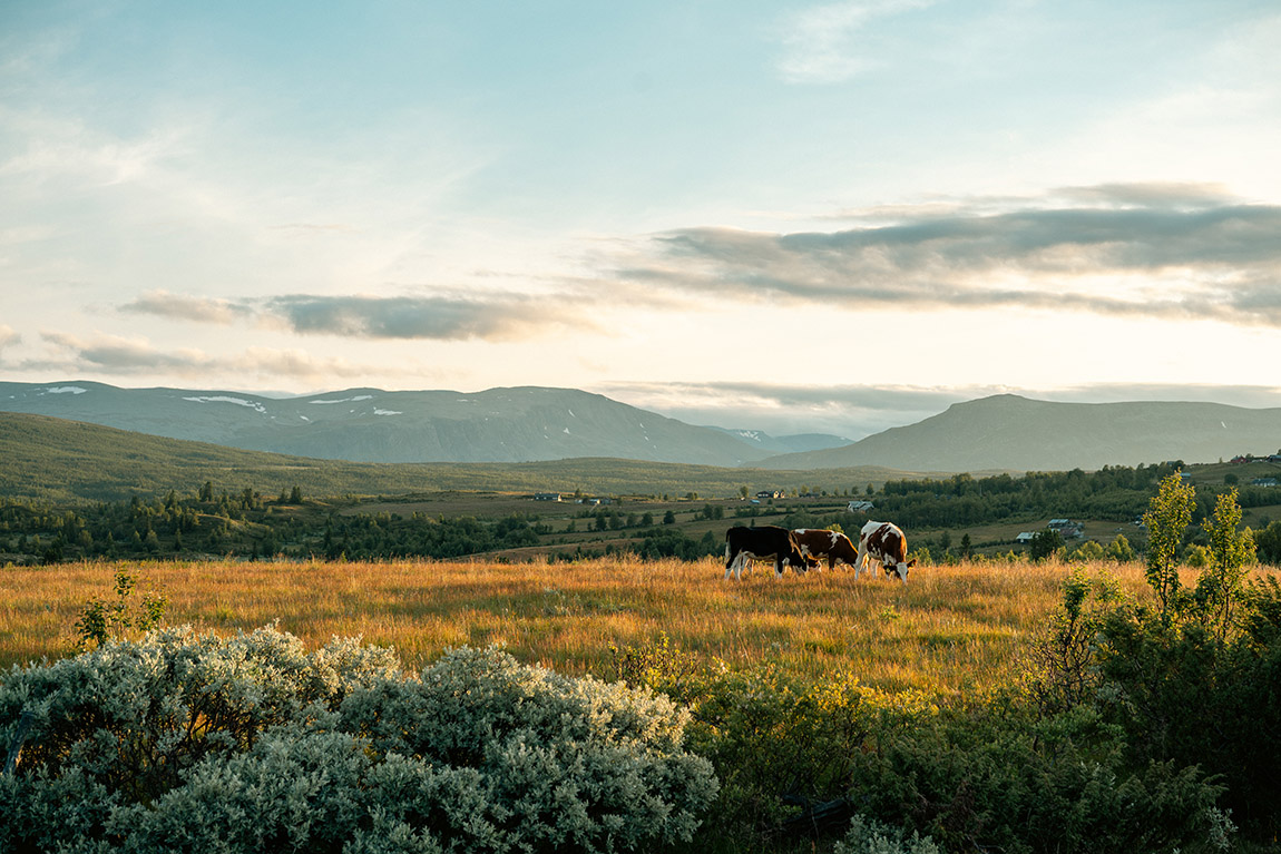 Norske Fjellhytter adds a new chapter to Norwegian cabin culture