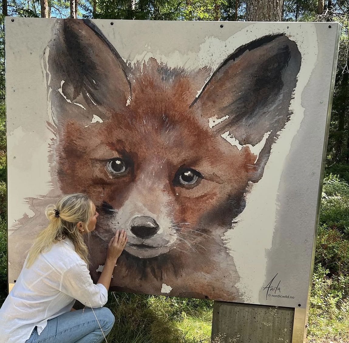 This fox was the start of Nordicwild. Photo: Nordicwild